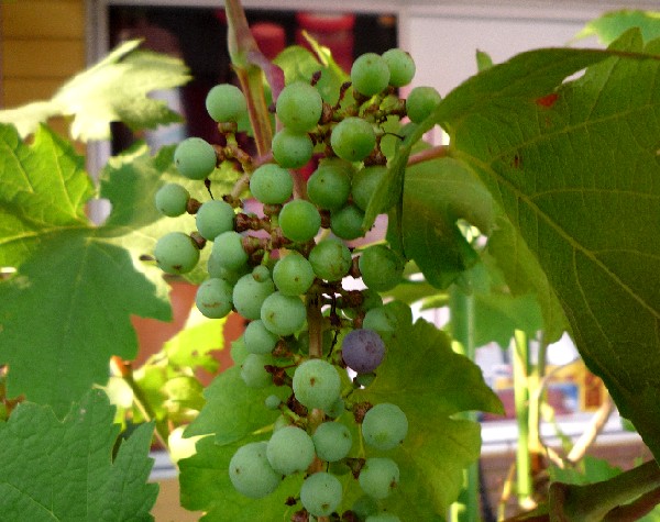 2010カベルネ2.jpg