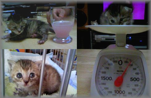 子猫のすずちゃん.jpg
