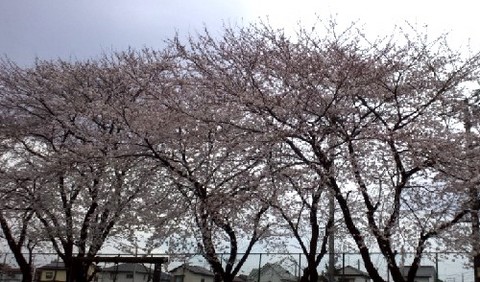桜.jpg